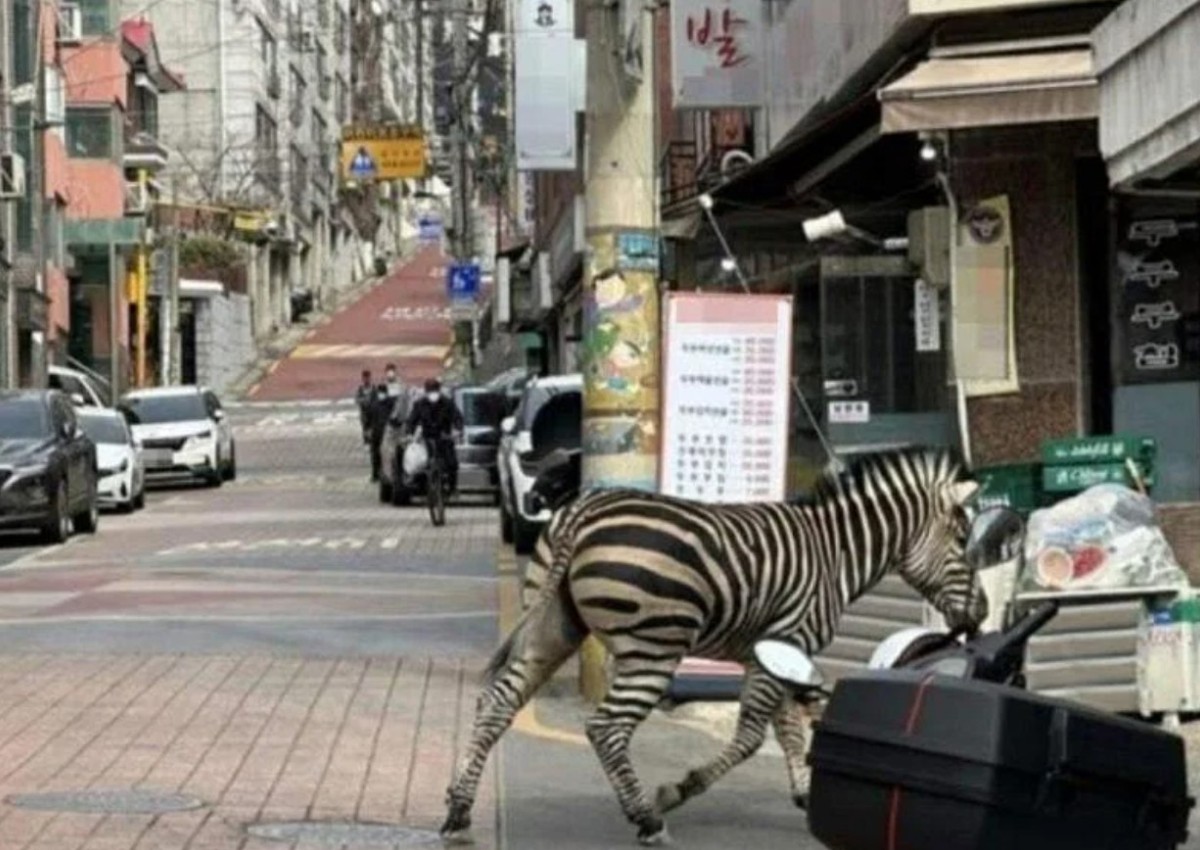Stop, there's a zebra crossing! Escaped beast returned to zoo after roaming streets of Seoul