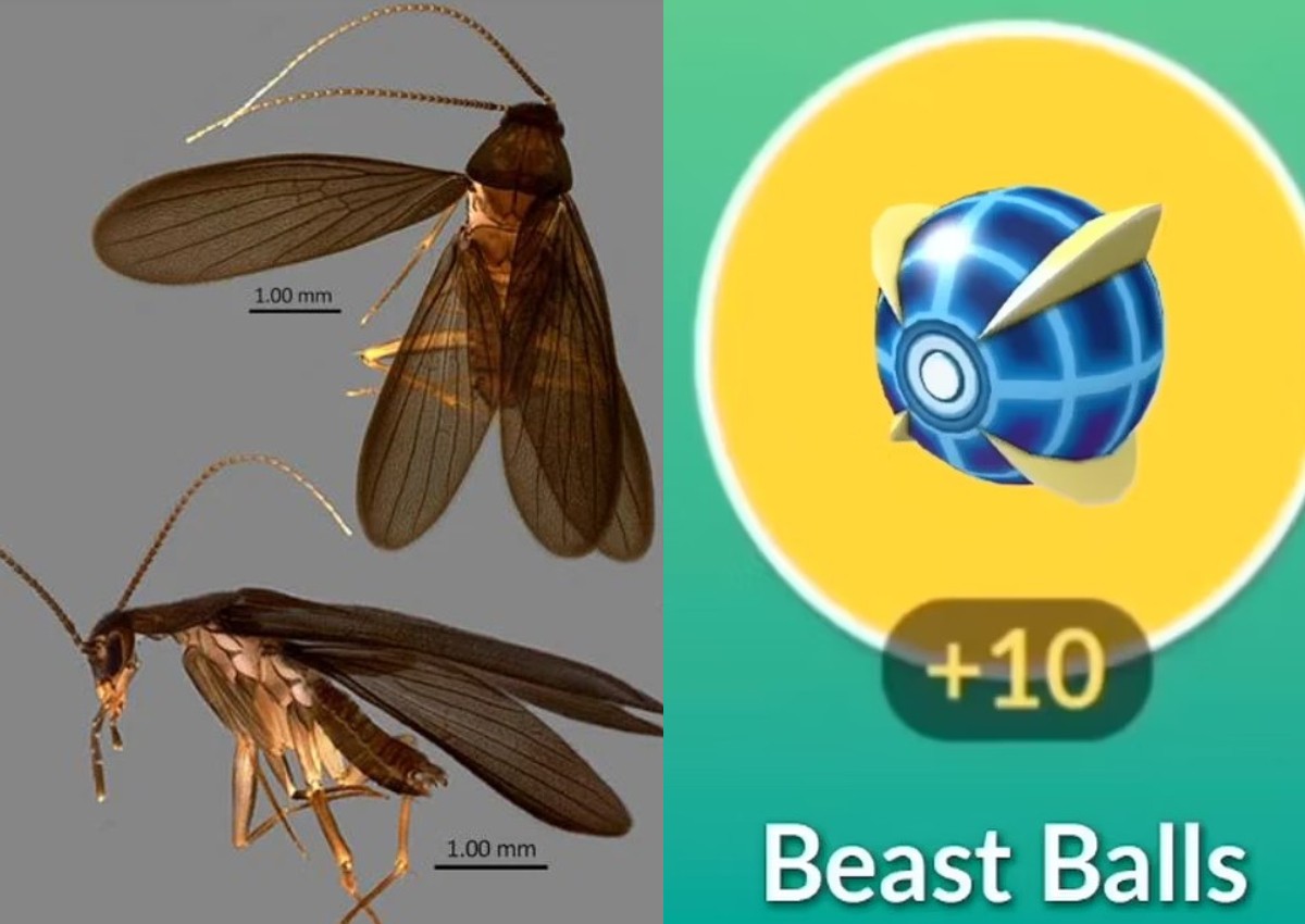 Legendary: New species of cockroach found in Singapore, named after ...