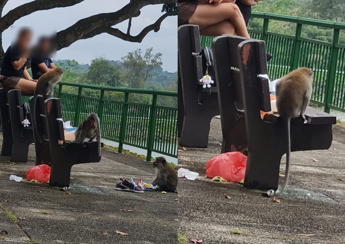 Man posts photo accusing couple of feeding macaques in reservoir, gets chided by netizens