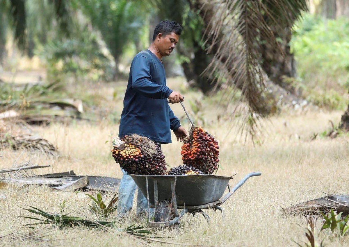 Malaysia palm oil, rubber farmers file EU petition opposing deforestation law