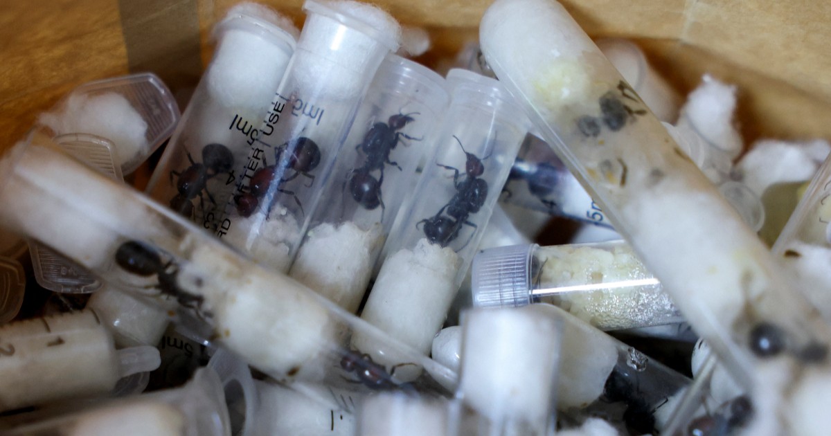 Kenya arrests man trying to smuggle over 2,000 live ants in his luggage