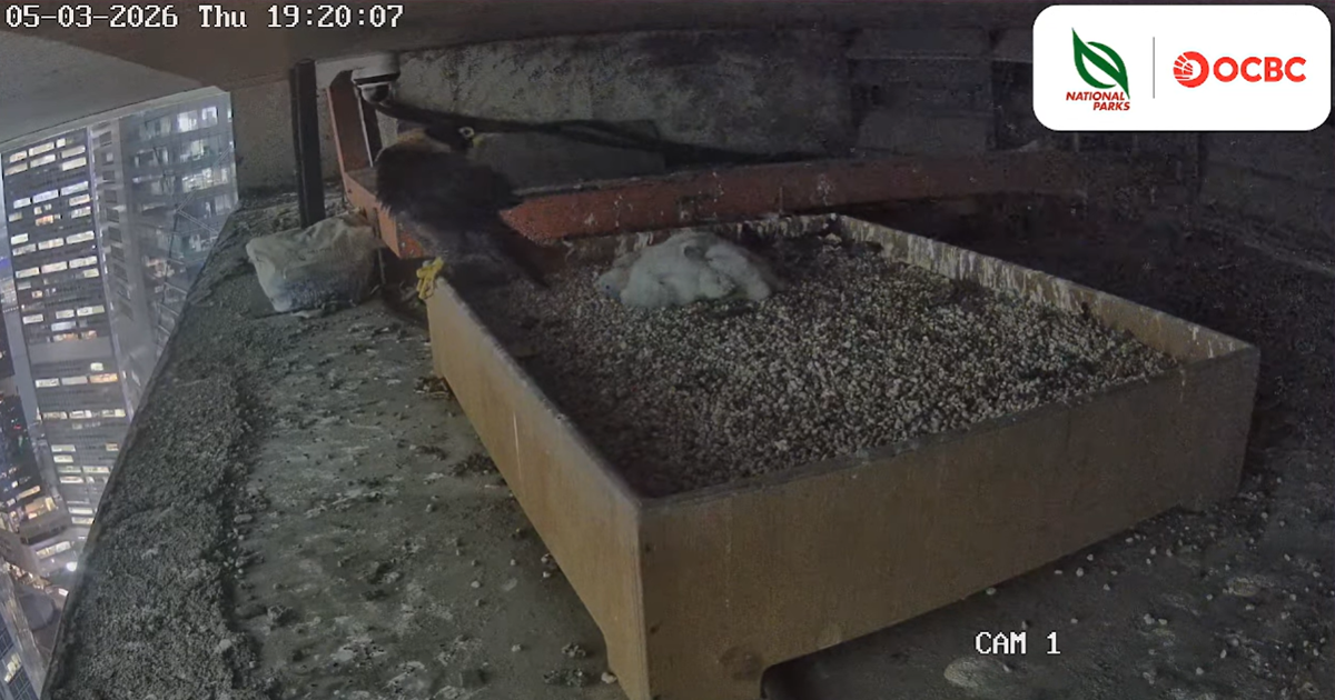 Second batch of peregrine falcon chicks hatch in Singapore, watch livestream of them taking baby steps