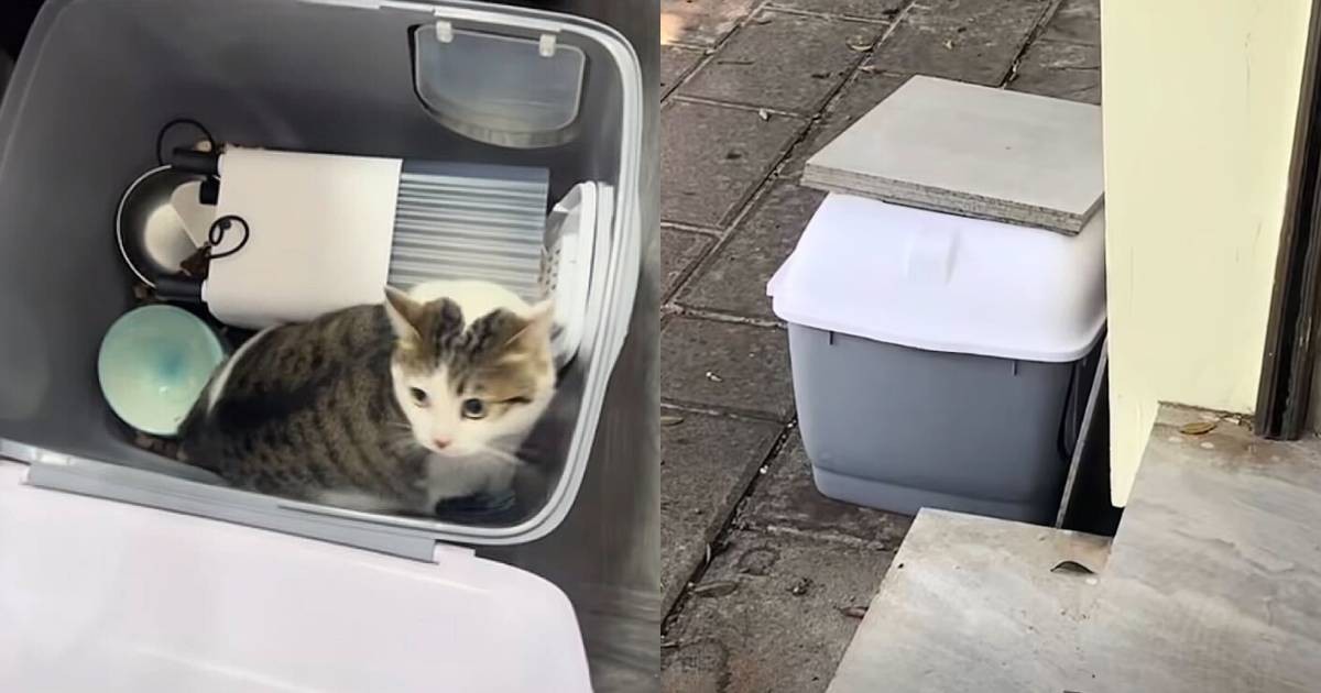 'I beg a kind person to adopt it': China pet shop owner finds abandoned cat with touching note from elderly person
