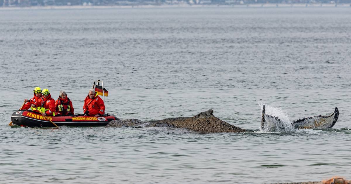 Rescuers try to refloat a stranded humpback whale in Germany's Baltic Sea