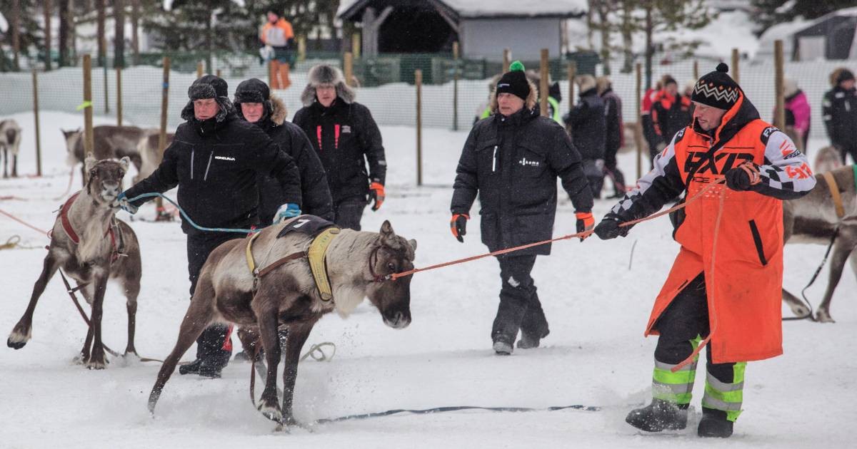Traditional reindeer racing is delighting spectators in frigid Finland