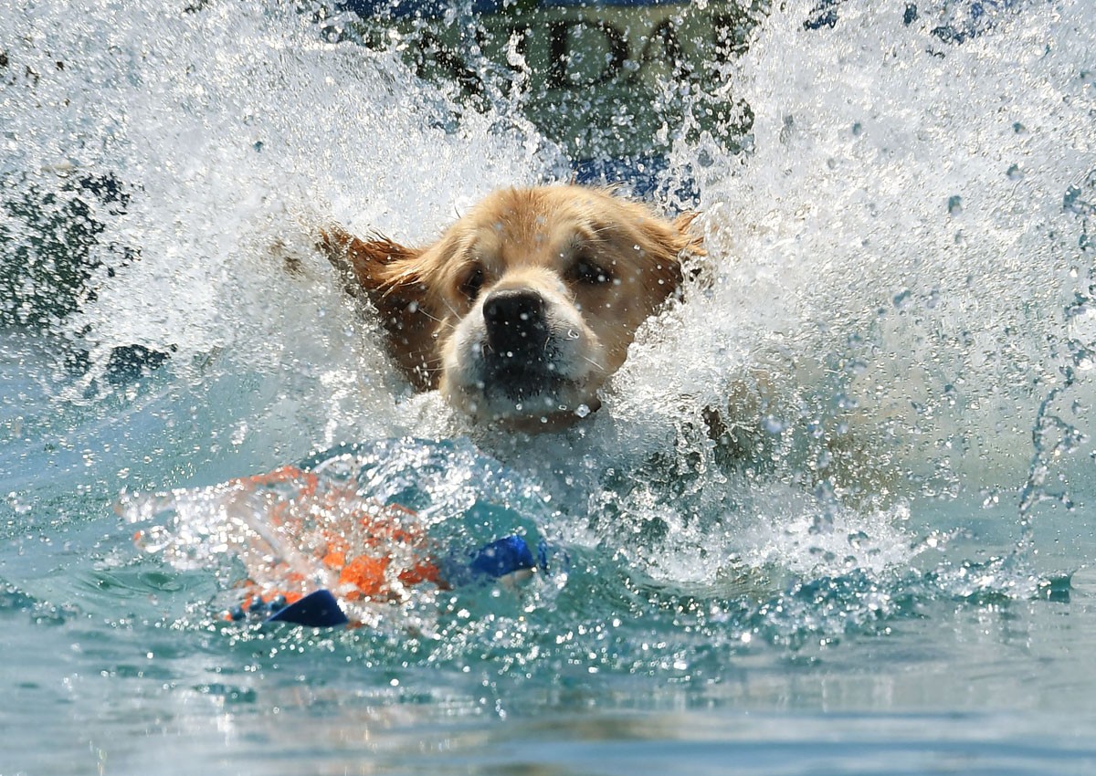 Dogs born in summer prone to heart disease: Study