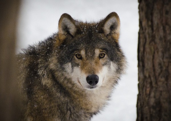 Who's a Good Boy? Wolves, not dogs, apparently