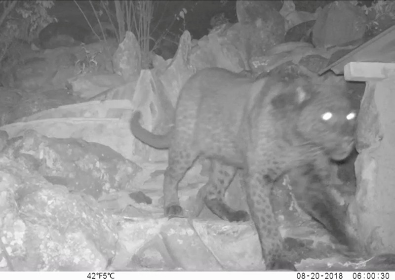 Rare 'black panther' alive and well in Kenya, in first documented sighting in a century