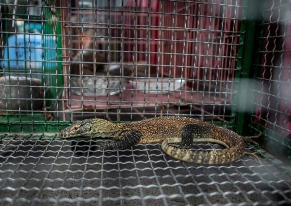 Indonesia busts komodo dragon trafficking ring