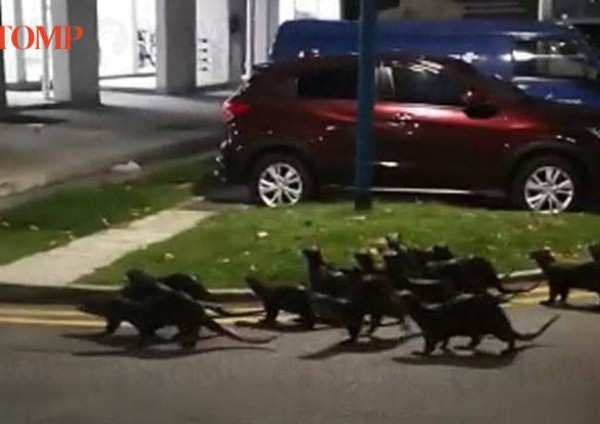 Daily roundup: Family of otters visit Kallang Bahru HDB estate - and other top stories today