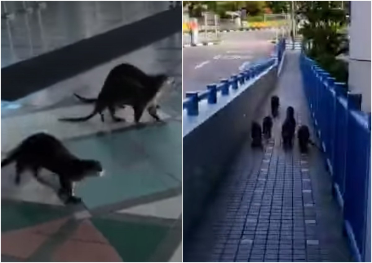 Family of otters spotted on a day trip to KK Hospital