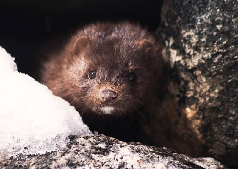 Mink infected 2 humans with coronavirus: Dutch government