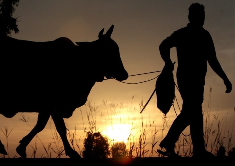 Thai town offers free cows to boost Covid-19 vaccine campaign