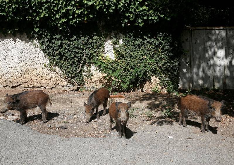 Italy to hold boar cull around Rome to stem African swine fever