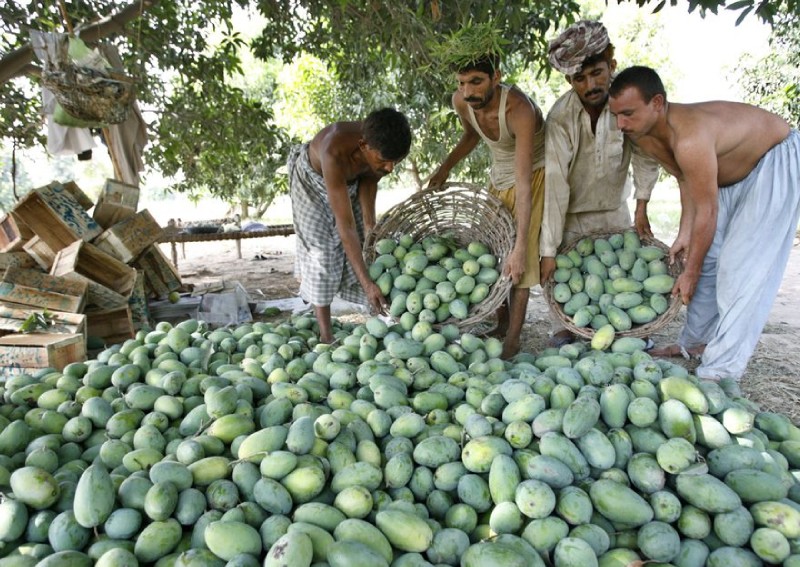 Pakistan's mango production to fall by 50% due to heatwave, water shortage