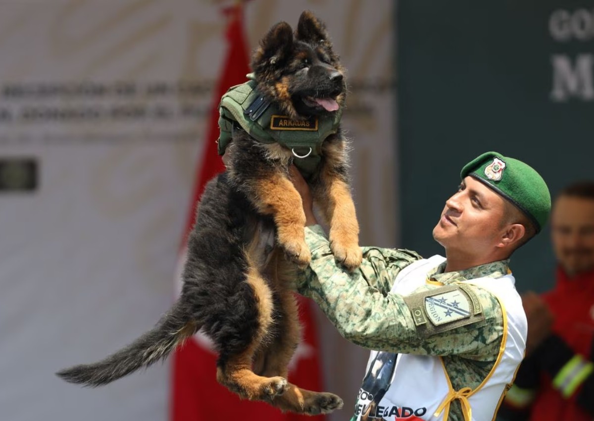 Turkey gifts Mexico adorable pup after a rescue dog was lost on quake duty