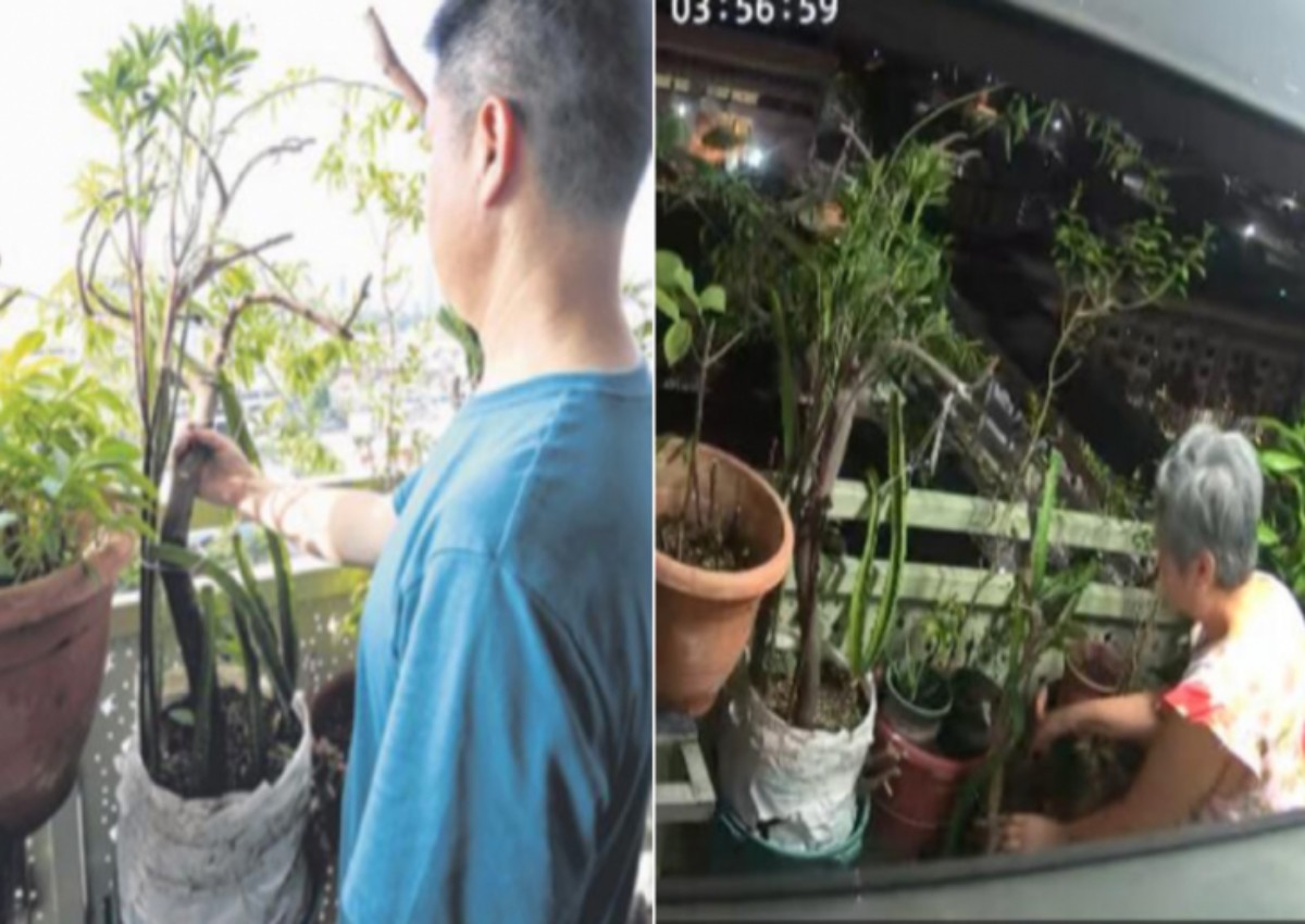 Man catches neighbour sabotaging his plants along HDB flat corridor but she claims 'they're wilting because of poor soil quality'