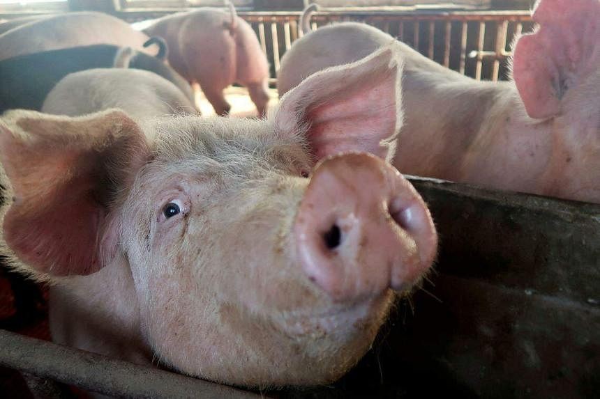 SFA: Not true that Singapore allows pig carcasses from Indonesian island with African swine fever
