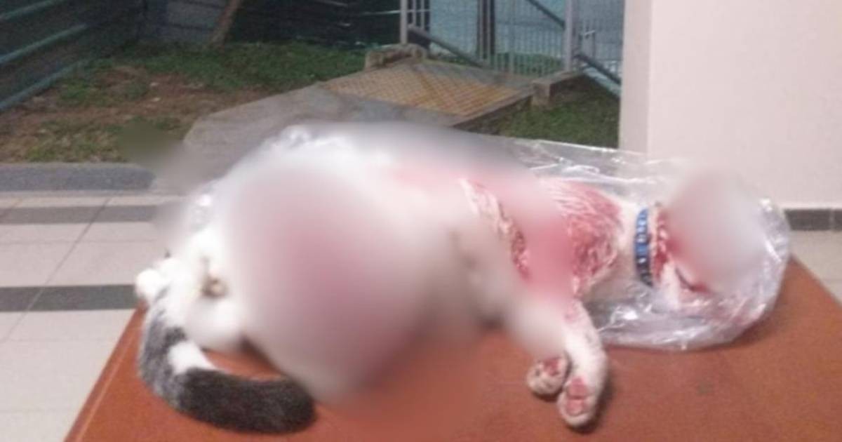 Should there be harsher penalties for animal abusers? Lawyers weigh in