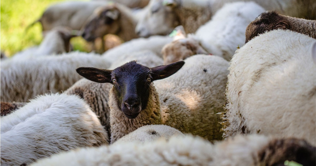 Four mosques may face delayed arrival of live sheep for korban: Muis