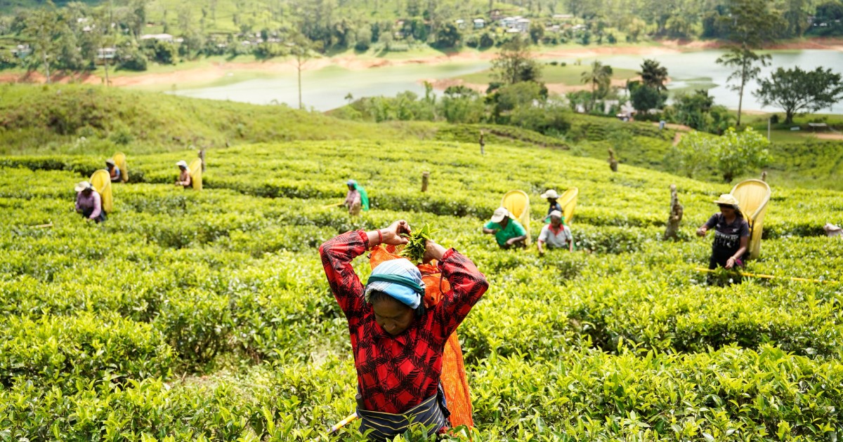 Middle East conflict hits Sri Lanka's tea industry, heightens economic strain