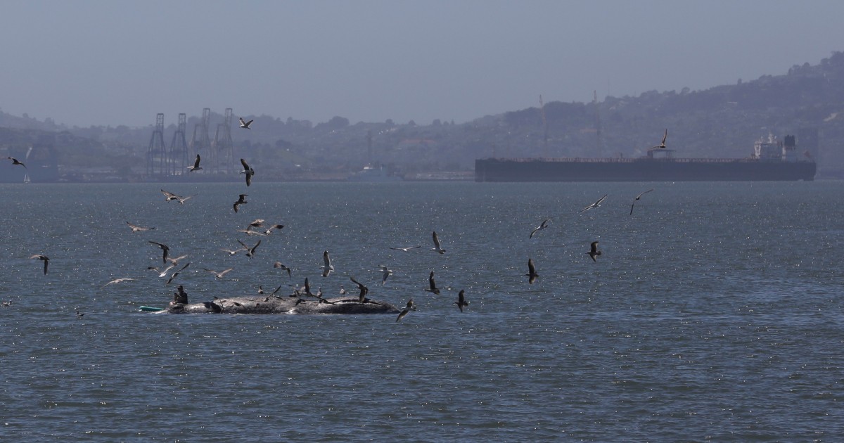 San Francisco turns to AI to avoid collisions between ships and whales searching for food