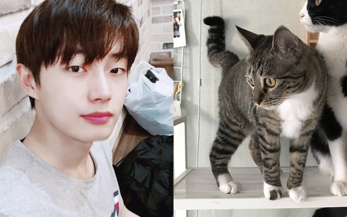 Korean pop idol under fire for allegedly abandoning his pet cat