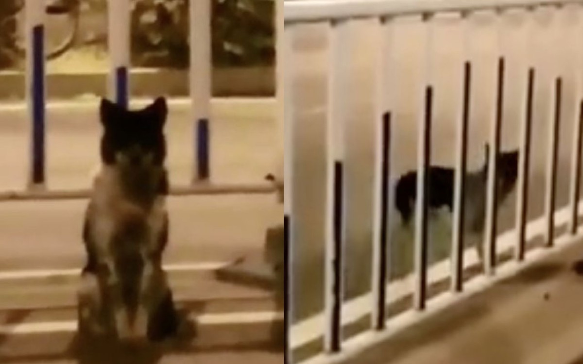 Faithful dog waits for nearly 3 months at same spot where owner was killed 