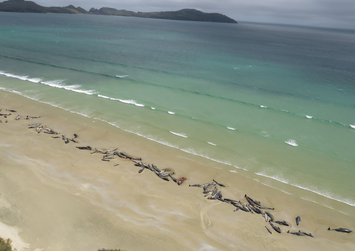 145 whales die on remote New Zealand beach