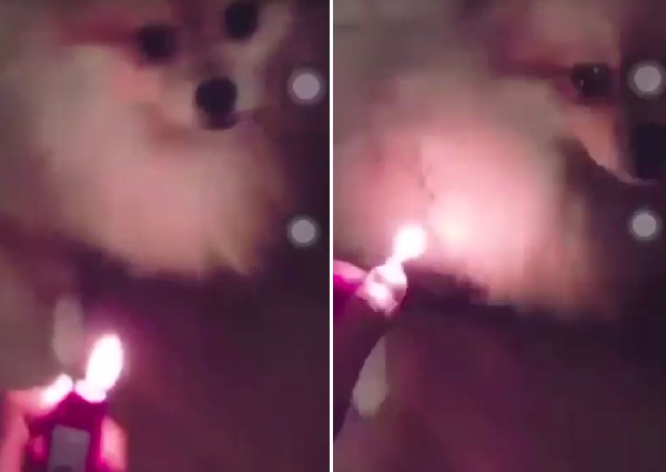Man films himself setting fire to dog, posts it on Facebook