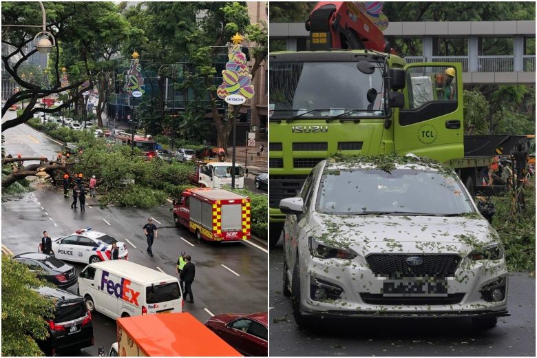 Tree falls on car at Scotts Road in front of Grand Hyatt hotel