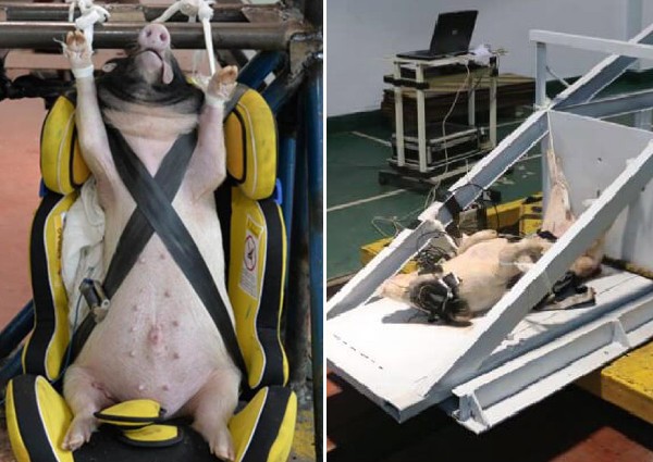 Chinese researchers draw flak for slamming live pigs into walls for crash tests