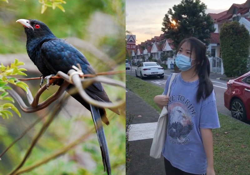 Bird up: TikToker challenges Asian koel to an early morning 'ku-oo' yell-off