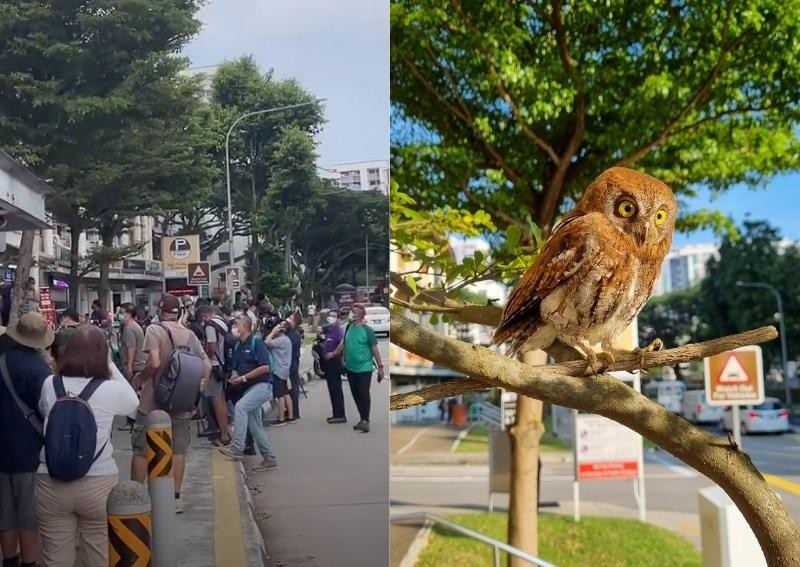 Curious crowd gathers around tree in Jurong West for glimpse of rare bird 