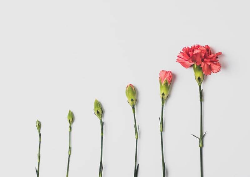 How to pick dividend stocks for your portfolio