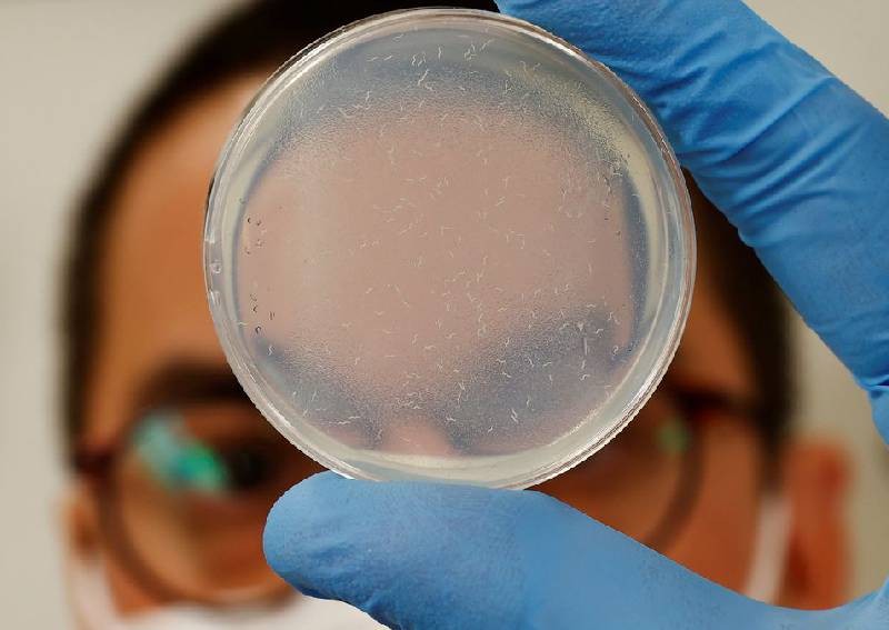 Japanese biotech firm uses tiny worms in test for pancreatic cancer