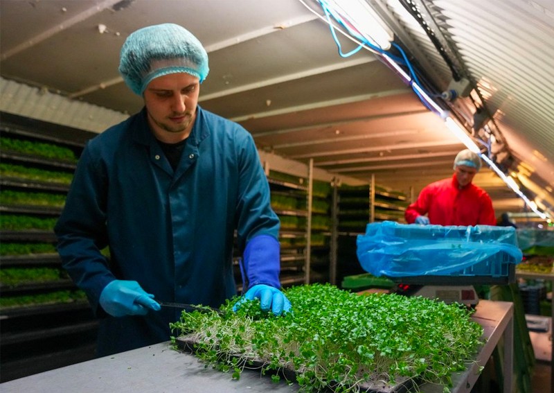 Food of the future: London air raid shelter to underground farm