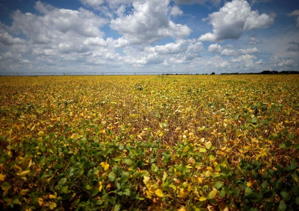 Brazil child cancer deaths linked to soy farming, study finds