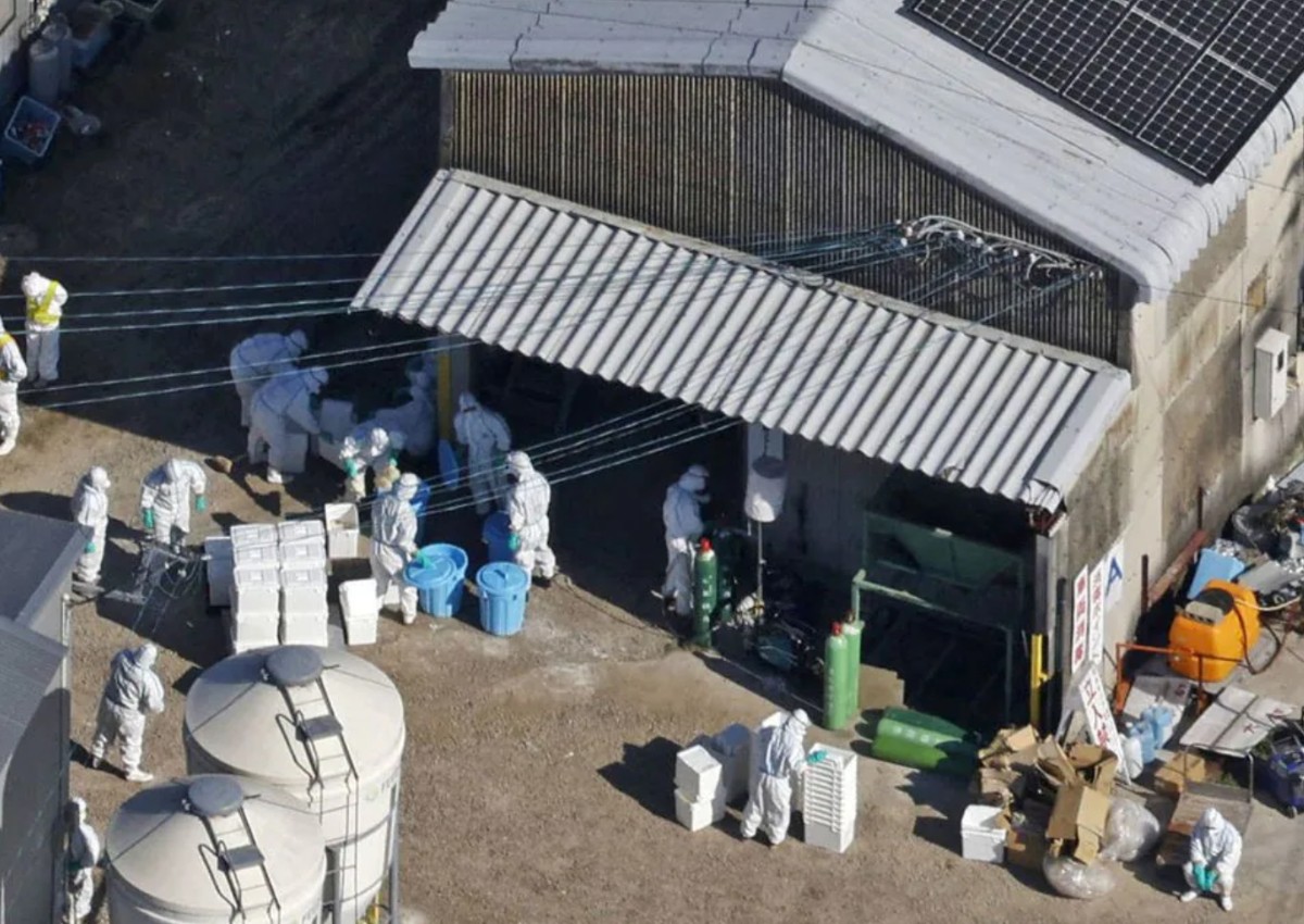 Japan detects season's first bird flu case, to cull 40k birds: NHK