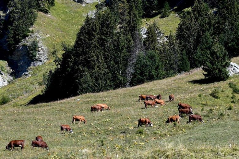 Mountain biker shot dead by hunter in French Alps; latter taken to hospital in shock