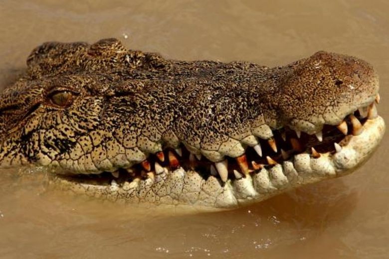 Woman's body found after Australian crocodile attack