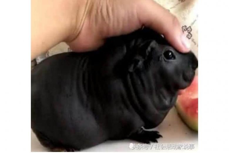 Lonely Chinese man buys pet 'puppy', only to realise later it is a bamboo rat
