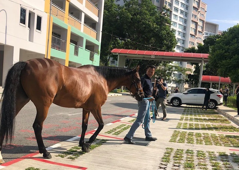 MP Louis Ng teases mane event in Yishun after netizens cry foal over viral horse sighting