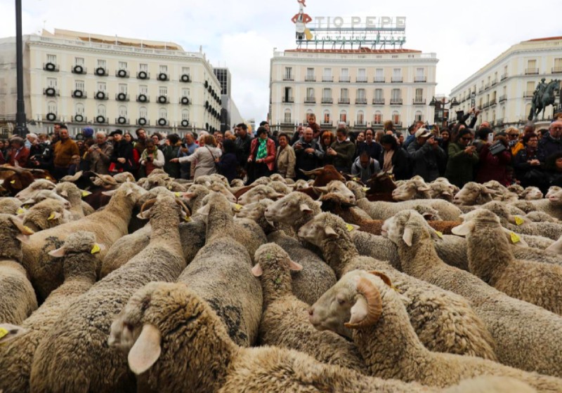 Sheep take over streets of Madrid for annual migration