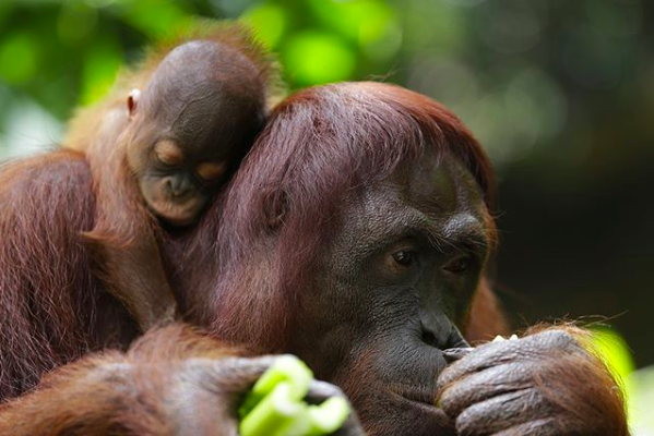 10 awesome places animal lovers should visit in Singapore