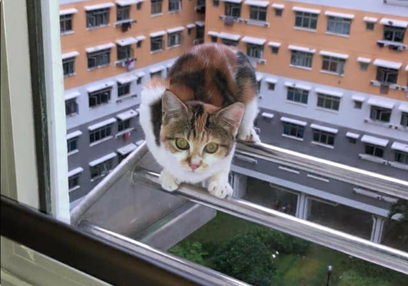 Pet owner chided online after cat frequently turns up outside neighbour's window on 9th floor