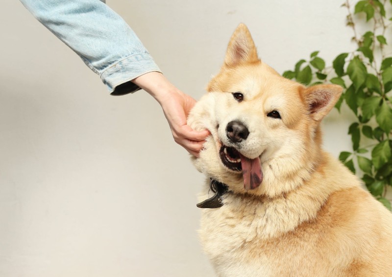 Who is the cutest Singapore pet TikToker on the internet?