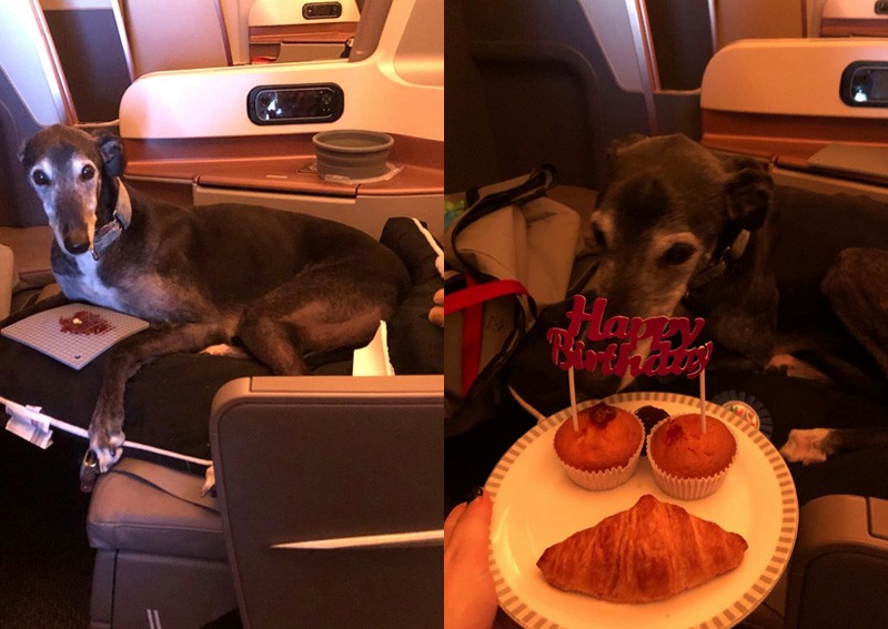 Lucky Lewis: Rescued dog flies in Singapore Airlines' business class, celebrates birthday on flight