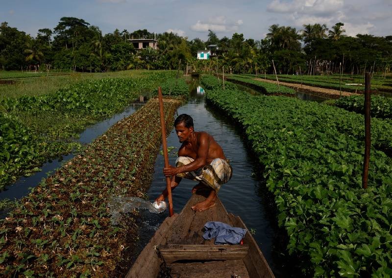As seas rise, Bangladesh farmers revive floating farms