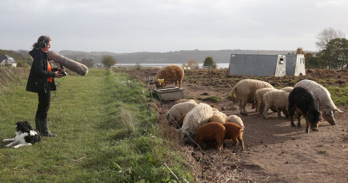 AI decodes oinks and grunts to keep pigs happy